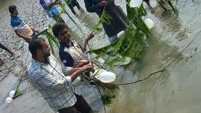 2025/সমুদ্রের সবুজ সোনা উপকূলীয় জীবিকা ও জলবায়ু পরিবর্তনে  শৈবাল চাষে অপার সম্ভাবনা 1.jpeg